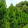 Radicans Cryptomeria (Japanese Cedar) - 6 Pack Of 1 Gallon Pots