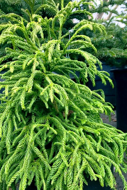 Spiralis Cryptomeria (Japanese Cedar) -2 Gallon Pot 5 Spiralis Cryptomeria (Japanese Cedar) -2 Gallon Pot - Image 5