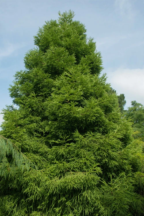 Spiralis Cryptomeria (Japanese Cedar) -2 Gallon Pot 4 Spiralis Cryptomeria (Japanese Cedar) -2 Gallon Pot - Image 4