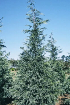 Naylor's Blue Leyland Cypress - 3 Gallon Pot -Wilson Bros Gardens cupressocyparis leylandii naylors blue leyland cypress 1