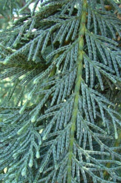 Naylor's Blue Leyland Cypress - 3 Gallon Pot -Wilson Bros Gardens cupressocyparis leylandii naylors blue leyland cypress 3