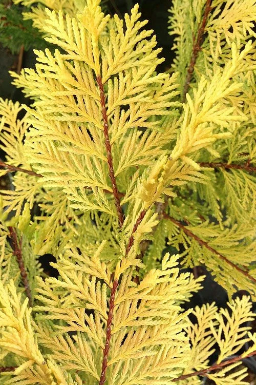 Robinson's Gold Leyland Cypress - 6 Pack Of 1 Gallon Pots 4 Robinson's Gold Leyland Cypress - 6 Pack Of 1 Gallon Pots - Image 4