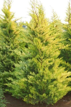 Robinson's Gold Leyland Cypress - 6 Pack Of 1 Gallon Pots 9 Robinson's Gold Leyland Cypress - 6 Pack Of 1 Gallon Pots -Wilson Bros Gardens cupressocyparis leylandii robinsons gold leyland cypress 2