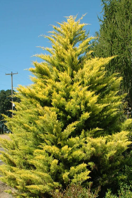 Robinson's Gold Leyland Cypress - 6 Pack Of 1 Gallon Pots 1 Robinson's Gold Leyland Cypress - 6 Pack Of 1 Gallon Pots