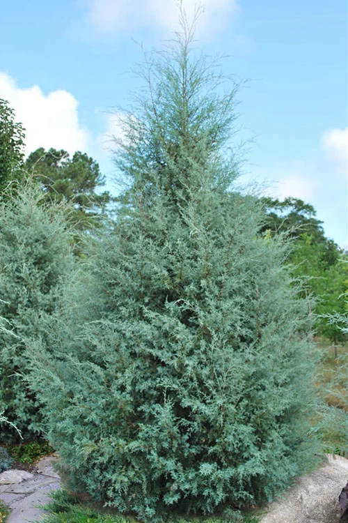 Carolina Sapphire Arizona Cypress - 7 Gallon Pot (3-4') 7 Carolina Sapphire Arizona Cypress - 7 Gallon Pot (3-4') - Image 7