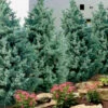 Carolina Sapphire Arizona Cypress - 1 Gallon Pot