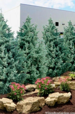 Carolina Sapphire Arizona Cypress - 7 Gallon Pot (3-4')