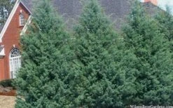 Carolina Sapphire Arizona Cypress - 3 Gallon Pot -Wilson Bros Gardens cupressus arizonica arizona carolina sapphire cypress 103 2