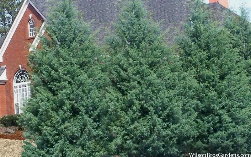 Carolina Sapphire Arizona Cypress - 7 Gallon Pot (3-4') 6 Carolina Sapphire Arizona Cypress - 7 Gallon Pot (3-4') - Image 6