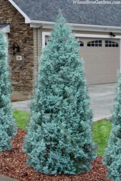 Blue Ice Arizona Cypress - 3 Gallon Pot 10 Blue Ice Arizona Cypress - 3 Gallon Pot -Wilson Bros Gardens cupressus arizonica blue ice cypress 101