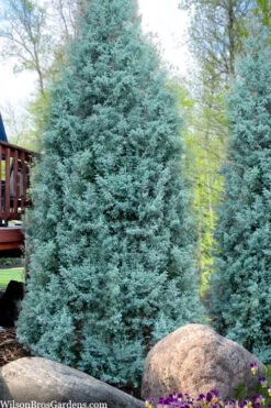 Blue Ice Arizona Cypress - 7 Gallon Pot (5-6') -Wilson Bros Gardens cupressus arizonica blue ice cypress 103 1