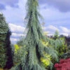 Raywood Weeping Arizona Cypress - 5 Gallon Pot
