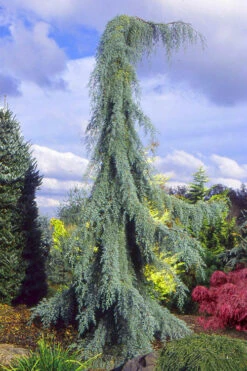 Raywood Weeping Arizona Cypress - 5 Gallon Pot