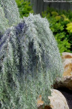Raywood Weeping Arizona Cypress - 5 Gallon Pot -Wilson Bros Gardens cupressus arizonica raymonds weeping arizona cypress 3