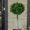 Dwarf Hinoki Cypress Single Trunk Topiary Tree (Chamaecyparis Obtusa 'Nana Gracilis) - 7 Gallon Pot