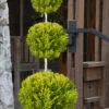Goldcrest Monterey Lemon Cypress 3-Ball Poodle Tier Topiary - 7 Gallon Pot