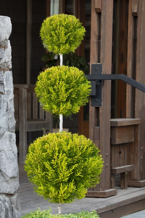 Goldcrest Monterey Lemon Cypress - 3-Ball Poodle Tier Topiary - 3 Gallon Pot 1 Goldcrest Monterey Lemon Cypress - 3-Ball Poodle Tier Topiary - 3 Gallon Pot