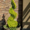 Goldcrest Monterey Lemon Cypress Spiral Topiary - 5 Gallon Pot