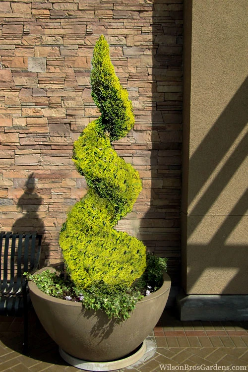 Goldcrest Monterey Lemon Cypress Spiral Topiary - 3 Gallon Pot 1 Goldcrest Monterey Lemon Cypress Spiral Topiary - 3 Gallon Pot