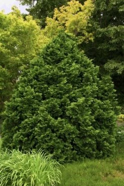 Tempelhof Hinoki Cypress - 3 Gallon Pot -Wilson Bros Gardens cypress hinoki tempelhof 10