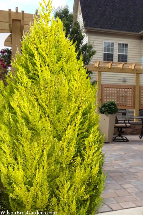 Goldcrest Monterey Lemon Cypress - 5 Gallon Pot - SALE 1 Goldcrest Monterey Lemon Cypress - 5 Gallon Pot - SALE