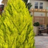 Goldcrest Monterey Lemon Cypress - 1 Gallon Pot (2-2.5' Height)