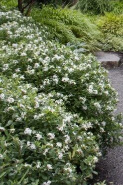 Jim's Pride White Summer Daphne - Daphne X Transatlantica - 3 Gallon Pot -Wilson Bros Gardens daphne jims pride 1