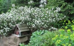 Jim's Pride White Summer Daphne - Daphne X Transatlantica - 1 Gallon Pot -Wilson Bros Gardens daphne jims pride 3 1
