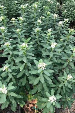 Jim's Pride White Summer Daphne - Daphne X Transatlantica - 1 Gallon Pot -Wilson Bros Gardens daphne jims pride 7 1