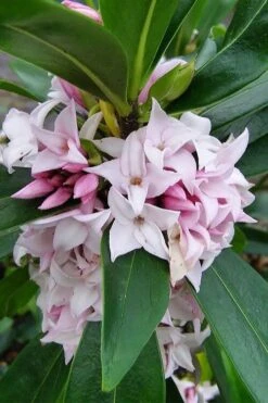 Pink Perfume Princess Winter Daphne - 3 Gallon Pot -Wilson Bros Gardens daphne perfume princess 11 1