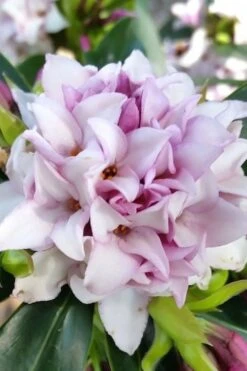 Pink Perfume Princess Winter Daphne - 2 Gallon Pot -Wilson Bros Gardens daphne perfume princess 12