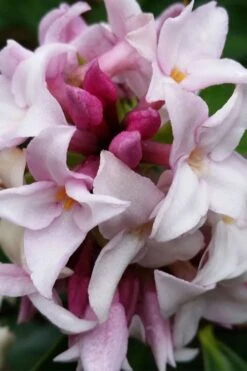 Pink Perfume Princess Winter Daphne - 3 Gallon Pot -Wilson Bros Gardens daphne perfume princess 15 1