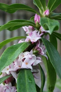 Pink Perfume Princess Winter Daphne - 3 Gallon Pot -Wilson Bros Gardens daphne perfume princess 17 1