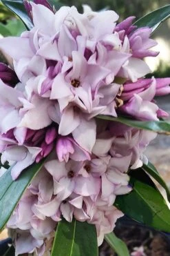 Pink Perfume Princess Winter Daphne - 3 Gallon Pot -Wilson Bros Gardens daphne perfume princess 4 1