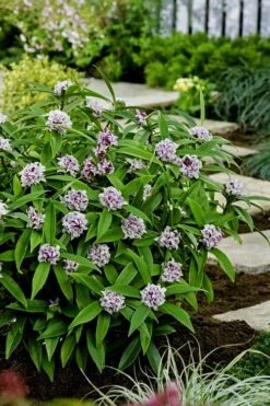 Pink Perfume Princess Winter Daphne - 2 Gallon Pot -Wilson Bros Gardens daphne perfume princess 7