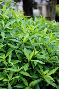 Pink Perfume Princess Winter Daphne - 3 Gallon Pot -Wilson Bros Gardens daphne perfume princess 8 1