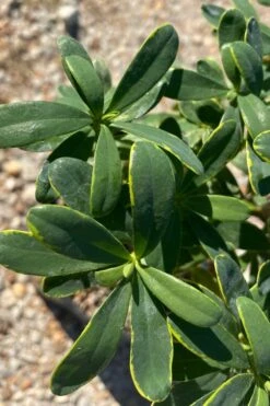 Splash Variegated Summer Daphne - 1 Gallon Pot 9 Splash Variegated Summer Daphne - 1 Gallon Pot -Wilson Bros Gardens daphne splash summer daphne 1