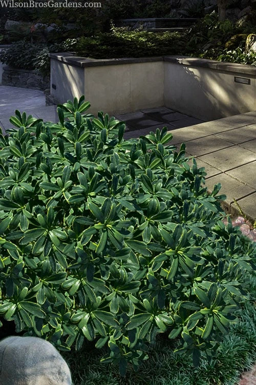 Splash Variegated Summer Daphne - 1 Gallon Pot 5 Splash Variegated Summer Daphne - 1 Gallon Pot - Image 5