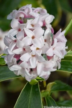 Splash Variegated Summer Daphne - 5 Gallon Pot