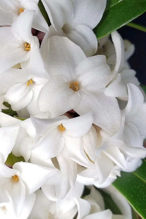 White Perfume Princess Winter Daphne - 2 Gallon Pot 5 White Perfume Princess Winter Daphne - 2 Gallon Pot - Image 5