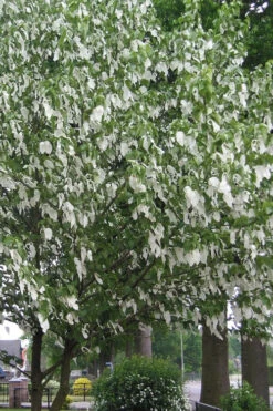 Dove Tree (Davidia Involucrata) - 3 Gallon Pot -Wilson Bros Gardens davidia involucrata dove tree 1