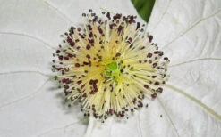 Dove Tree (Davidia Involucrata) - 3 Gallon Pot -Wilson Bros Gardens davidia involucrata dove tree 11