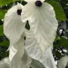 Dove Tree (Davidia Involucrata) - 3 Gallon Pot