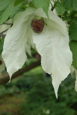 Dove Tree (Davidia Involucrata) - 3 Gallon Pot -Wilson Bros Gardens davidia involucrata dove tree 2