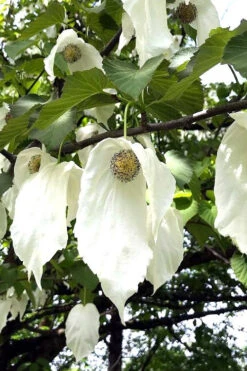 Dove Tree (Davidia Involucrata) - 3 Gallon Pot -Wilson Bros Gardens davidia involucrata dove tree 3