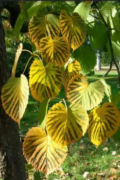 Dove Tree (Davidia Involucrata) - 3 Gallon Pot -Wilson Bros Gardens davidia involucrata dove tree 6
