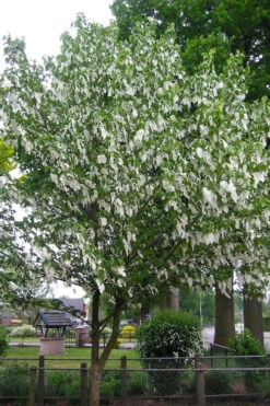 Dove Tree (Davidia Involucrata) - 3 Gallon Pot -Wilson Bros Gardens davidia involucrata dove tree 7