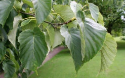 Dove Tree (Davidia Involucrata) - 3 Gallon Pot -Wilson Bros Gardens davidia involucrata dove tree 8