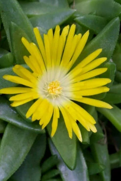White Eyed Hardy Yellow Ice Plant (Delosperma Basuticum) - 6 Pack Of Pint Pots -Wilson Bros Gardens delosperma basuticum white eyed yellow ice plant 1