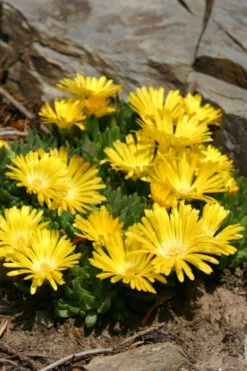 White Eyed Hardy Yellow Ice Plant (Delosperma Basuticum) - 6 Pack Of Pint Pots -Wilson Bros Gardens delosperma basuticum white eyed yellow ice plant 2